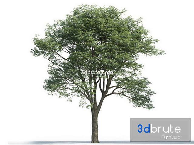 3ds Max Tree Models Free Download Baltimoreyellow